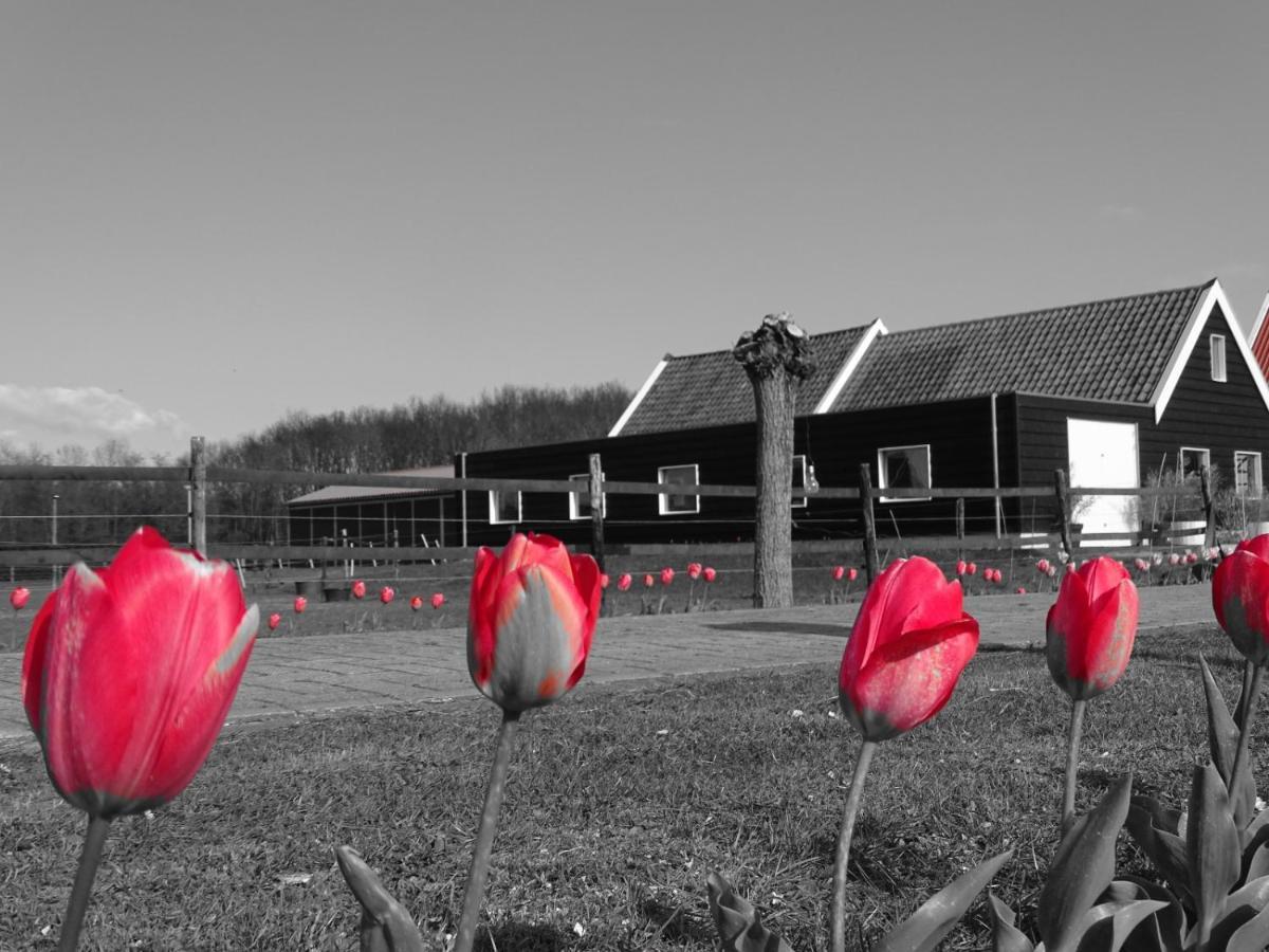 Noordgouwe De Tulp B&B 외부 사진